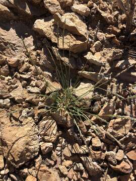 Plancia ëd Sporobolus pyramidatus (Lam.) Hitchc.