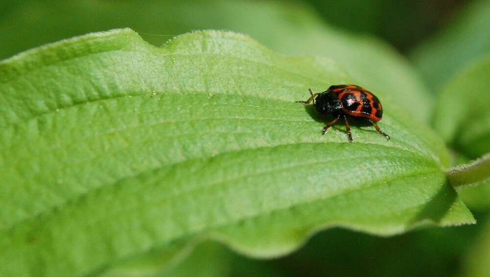 Image of Chrysomela (Macrolina) aeneicollis (Schaeffer 1928)