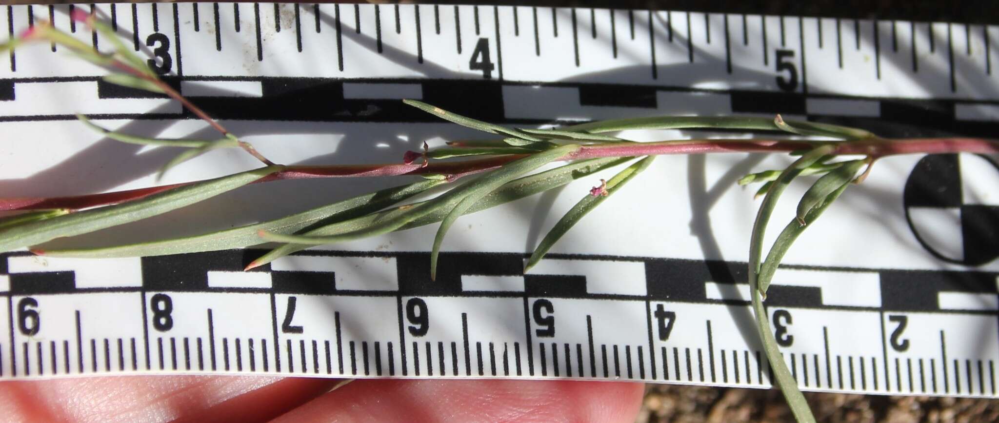 Image of Gayophytum diffusum subsp. parviflorum Lewis & Szweyk.