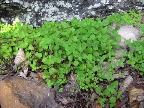 Image of Parietaria micrantha Ledeb.