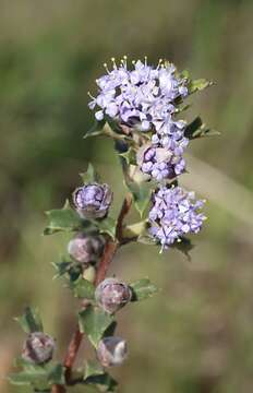 Image of Rincon Ridge ceanothus