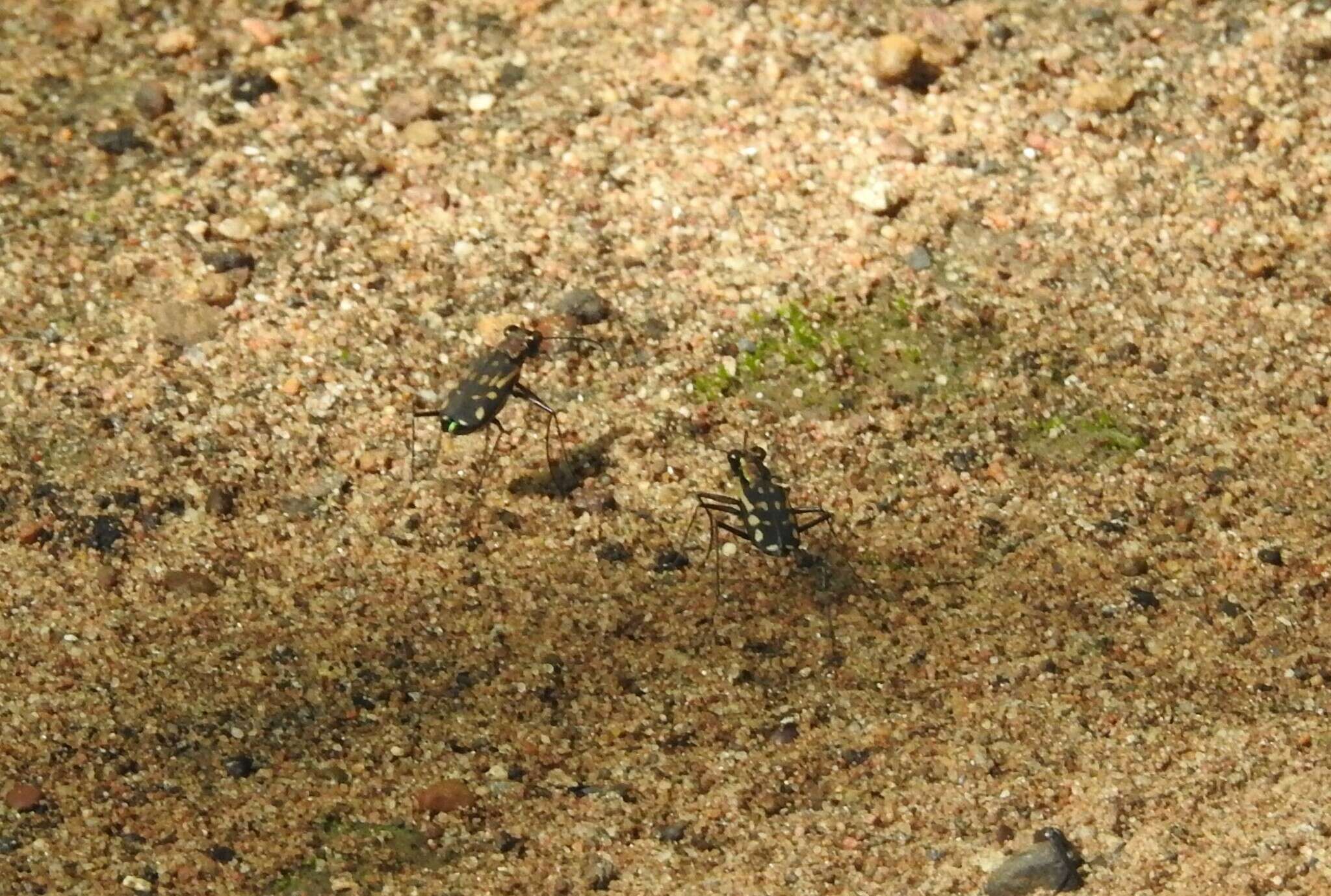 Image of Lophyra (Spilodia) striolata (Illiger 1800)