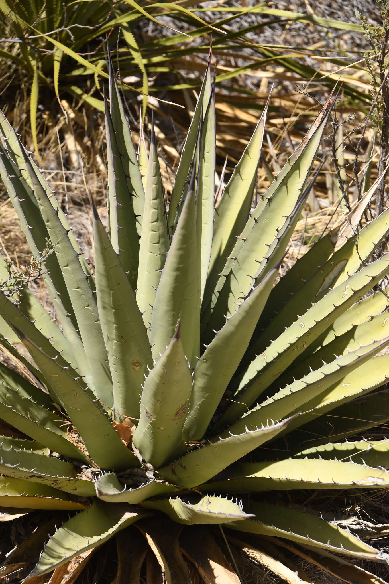 Image de Agave gracilipes Trel.