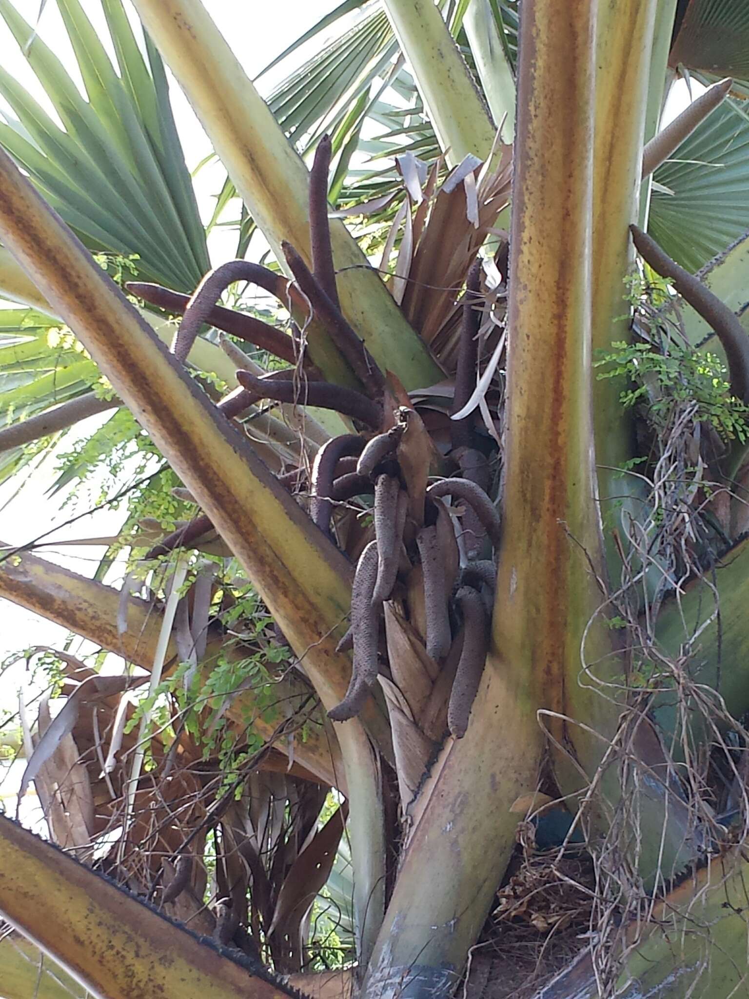 Image of Borassus madagascariensis (Jum. & H. Perrier) Bojer ex Jum. & H. Perrier