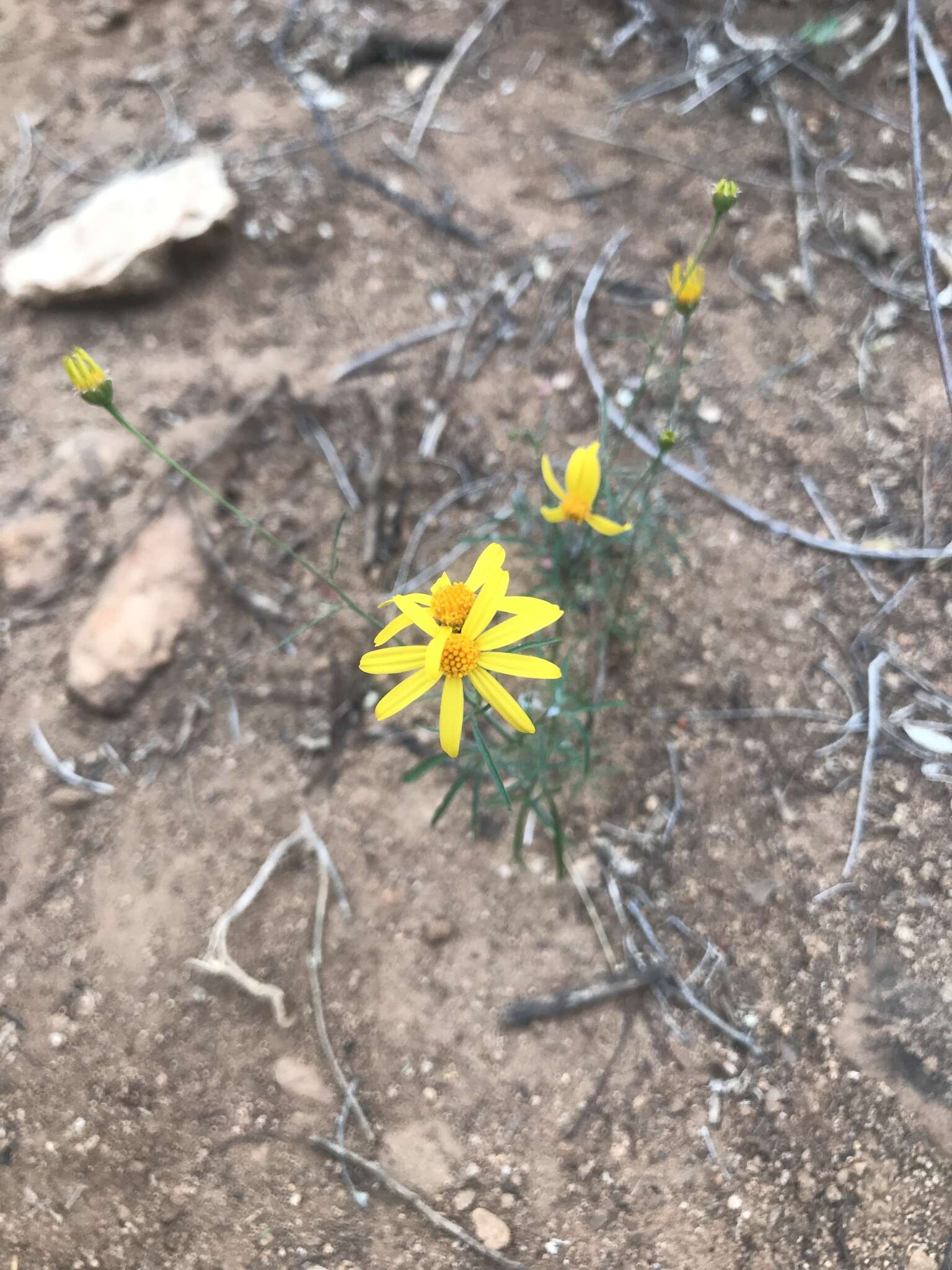 Image of Adenophyllum anomalum (Canby & Rose) J. L. Strother