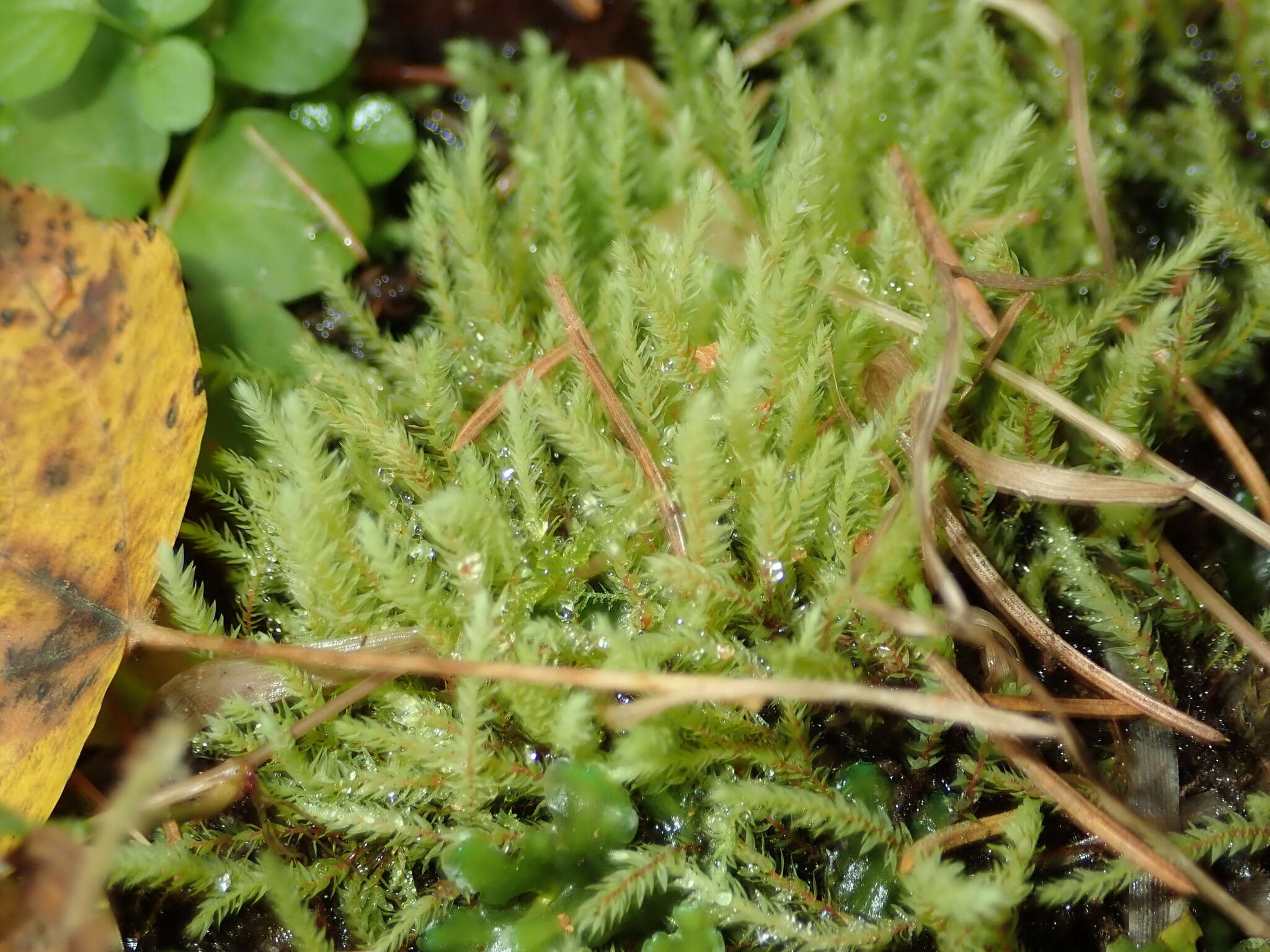 Image of Wahlenberg's pohlia moss