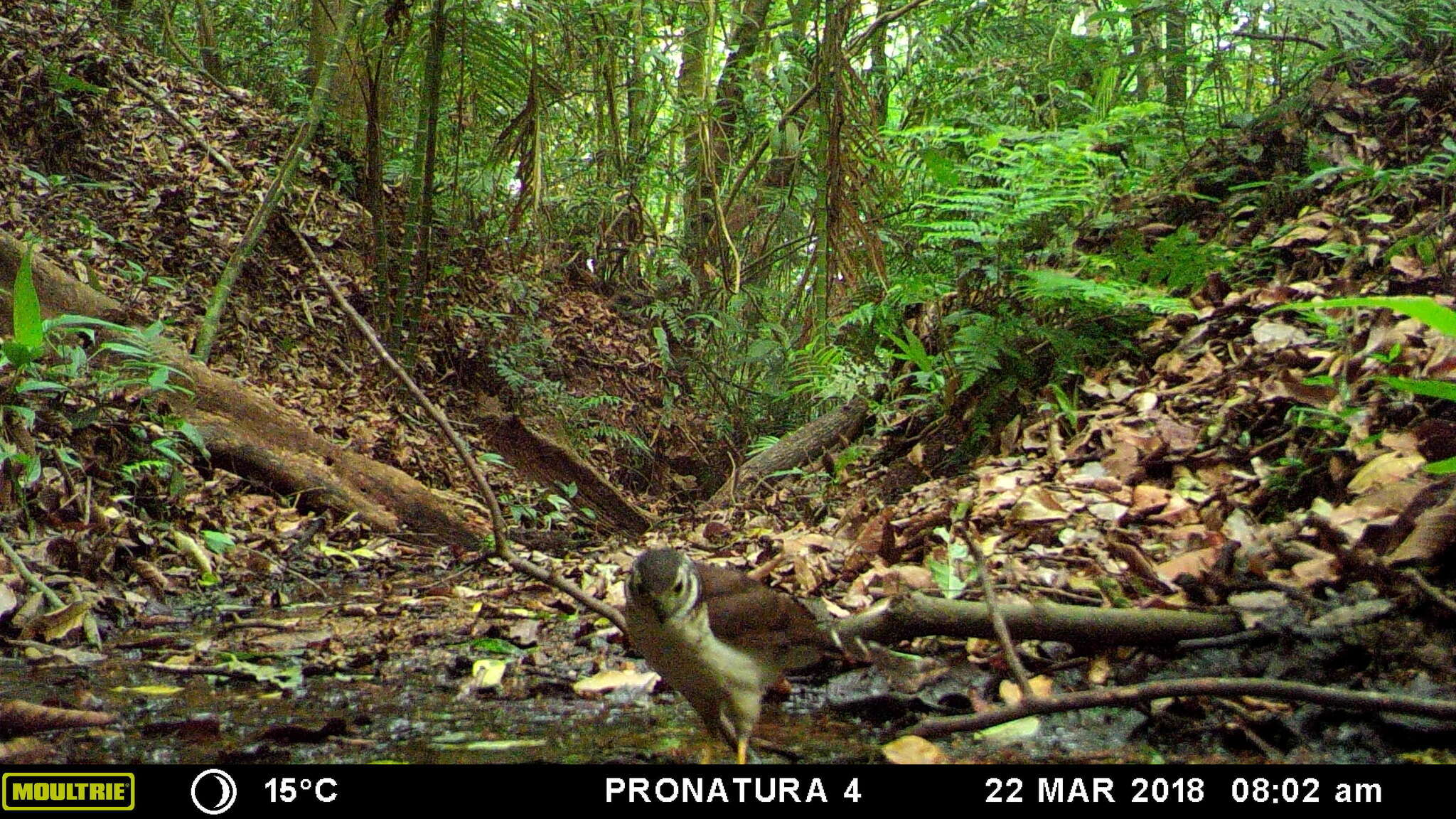 Image of Collared Forest Falcon