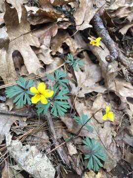 Image of Viola sheltonii Torr.