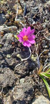 Primula cuneifolia Ledeb. resmi