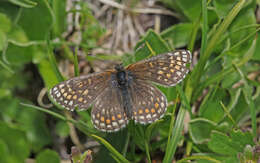 Imagem de Melitaea asteria Freyer 1828