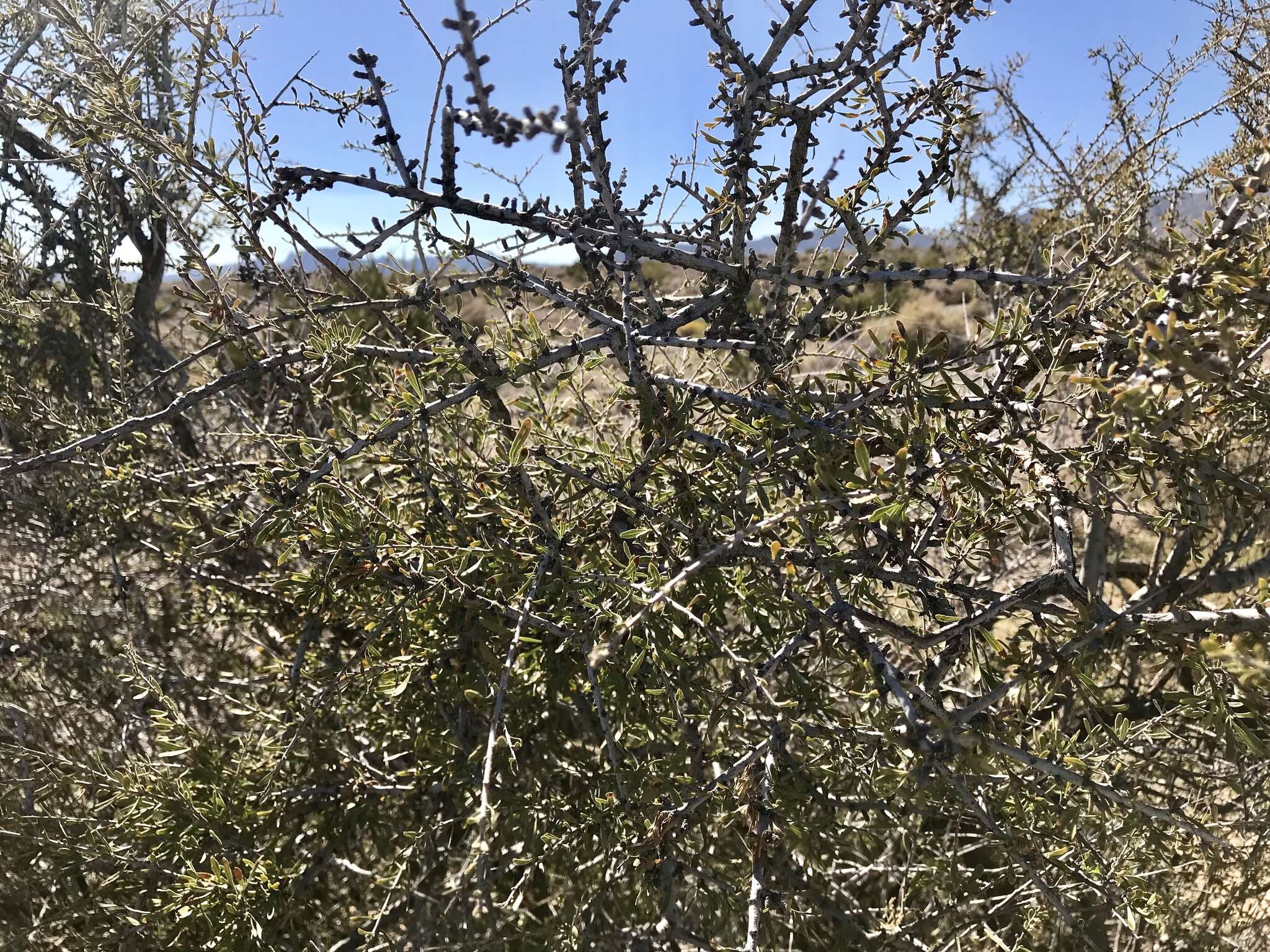 Prunus fasciculata (Torr.) Gray resmi