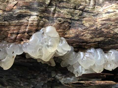 Image of Tremella globispora D. A. Reid 1970