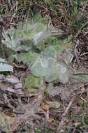 Image of Helichrysum adenocarpum DC.