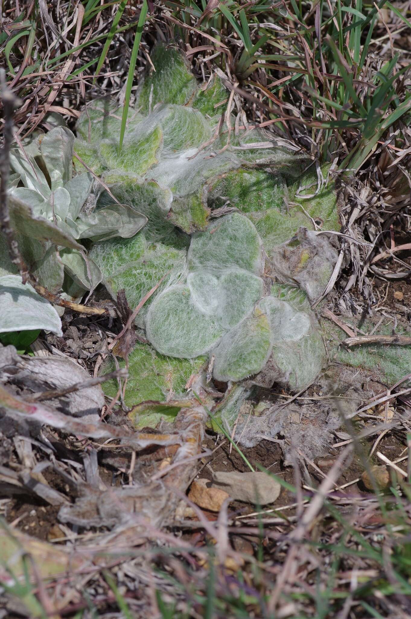 Image of Pink Everlasting