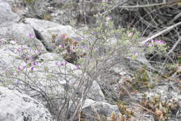 Imagem de Dalea bicolor Willd.