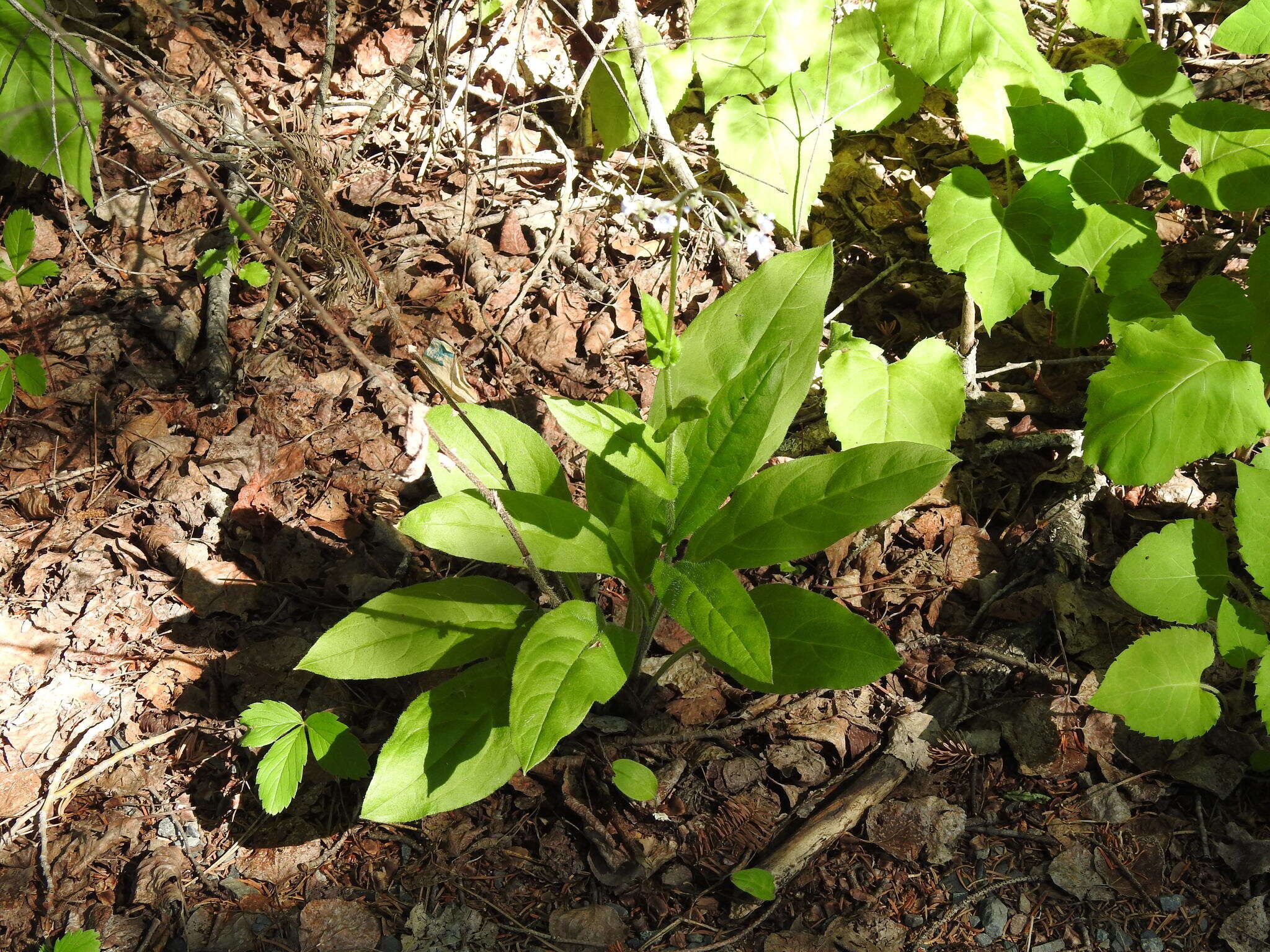 Andersonglossum boreale (Fernald) J. I. Cohen的圖片