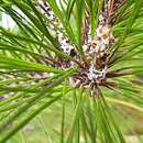 Image of Merkus pine