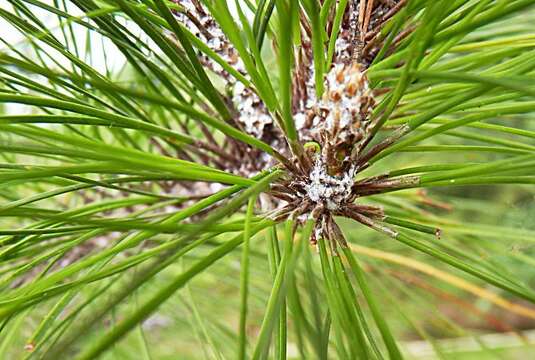 Image de Pinus merkusii Jungh. & de Vriese