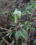 Image of Arisaema yamatense subsp. sugimotoi (Nakai) H. Ohashi & J. Murata