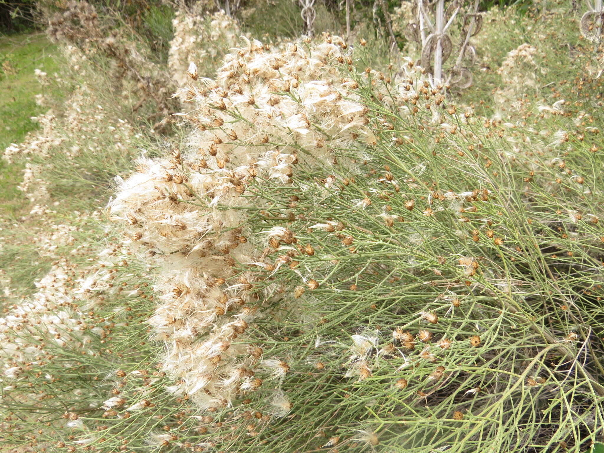 Image of Baccharis notosergila Griseb.