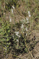 Image of plains snakecotton