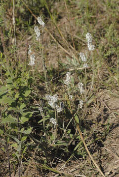 Image of plains snakecotton