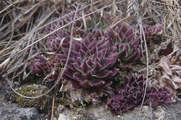 Image of Sempervivum globiferum subsp. hirtum (L.) H.