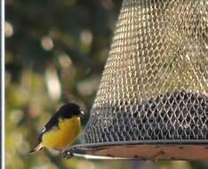 Image of Lesser Goldfinch