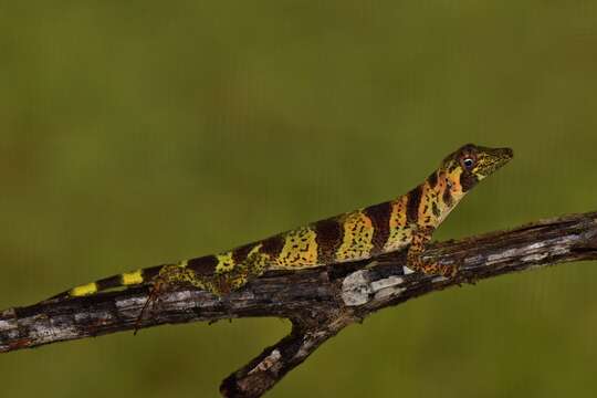 Image of Banded Tree Anole