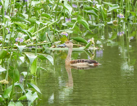 Image of Lesser Whistling Duck