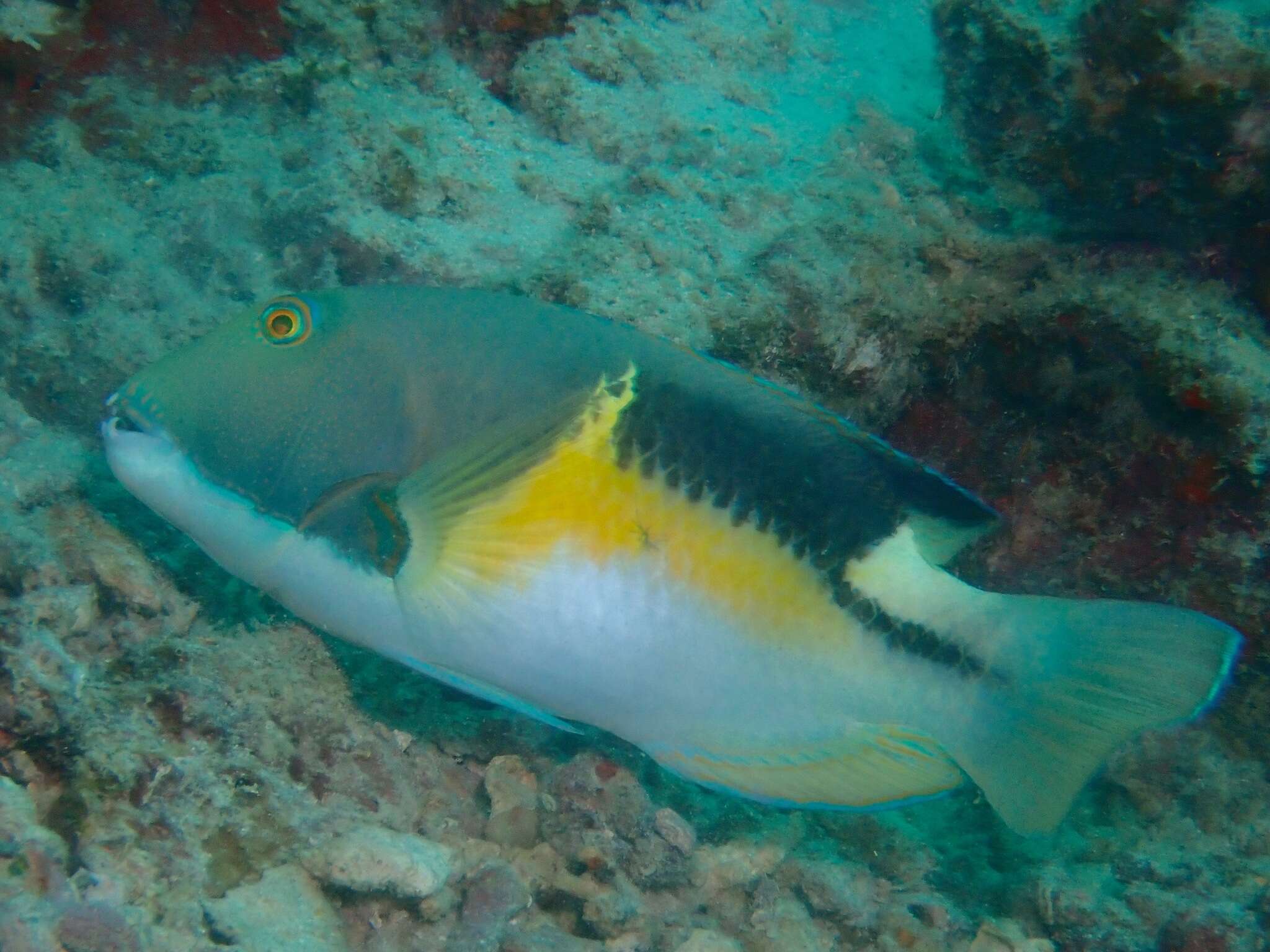 Image of Anchor trunkfish