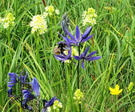 Image of meadow death camas