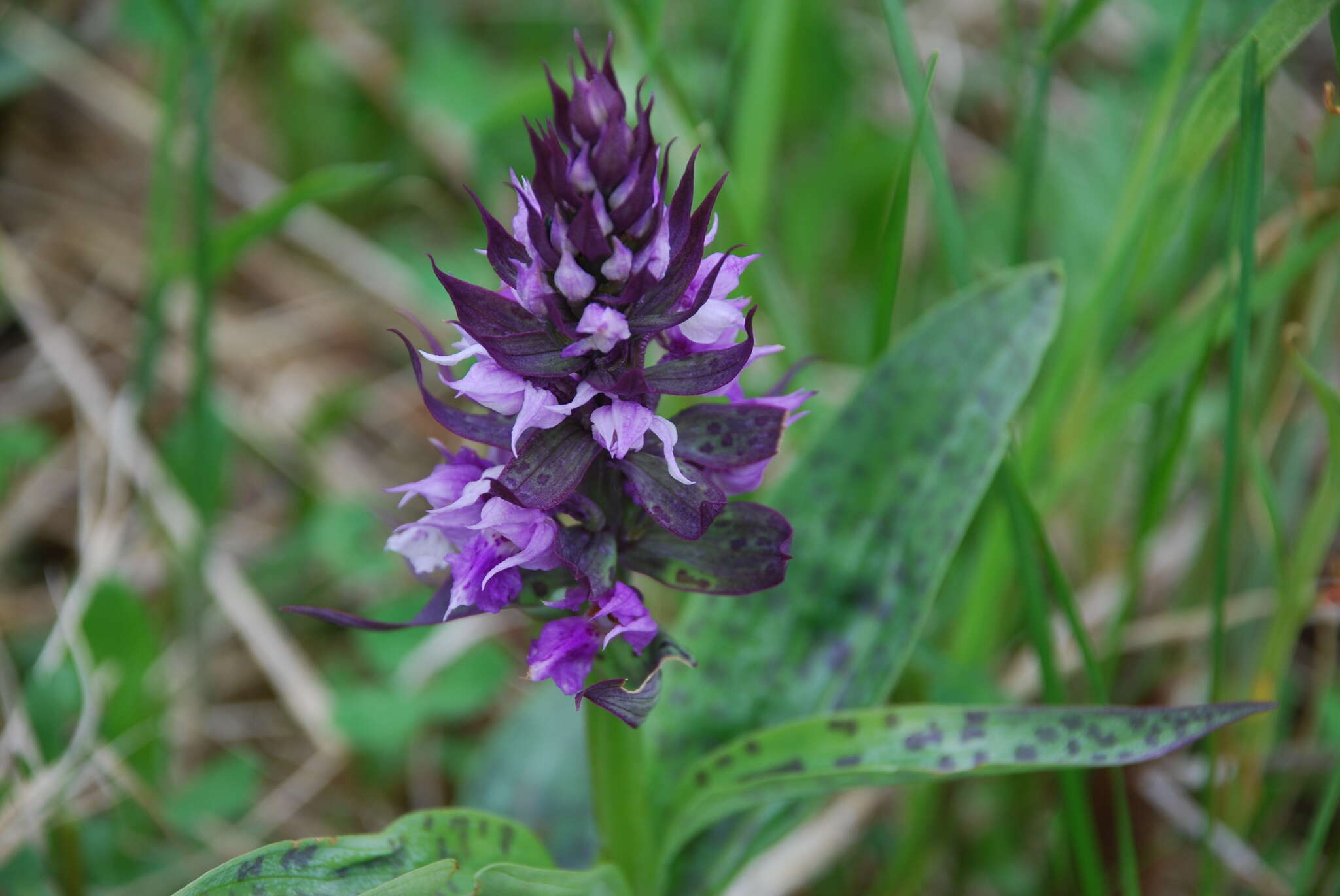 Image of Dactylorhiza aristata (Fisch. ex Lindl.) Soó