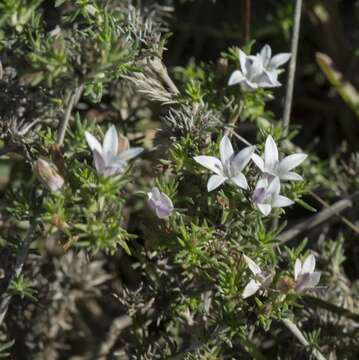 Image of Wahlenbergia depressa J. M. Wood & M. S. Evans