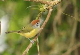 Image of Rufous-crowned Greenlet