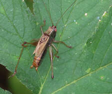 Слика од Conocephalus (Conocephalus) nemoralis (Scudder & S. H. 1875)