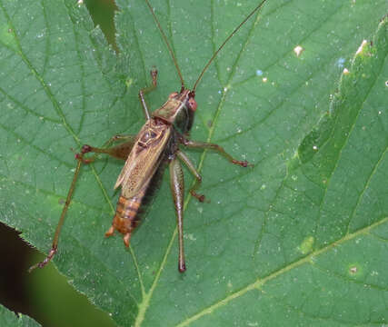 Image of Woodland Meadow Katydid