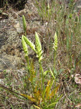 Image of Western Ladies'-Tresses