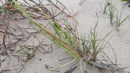 Image of seashore dropseed