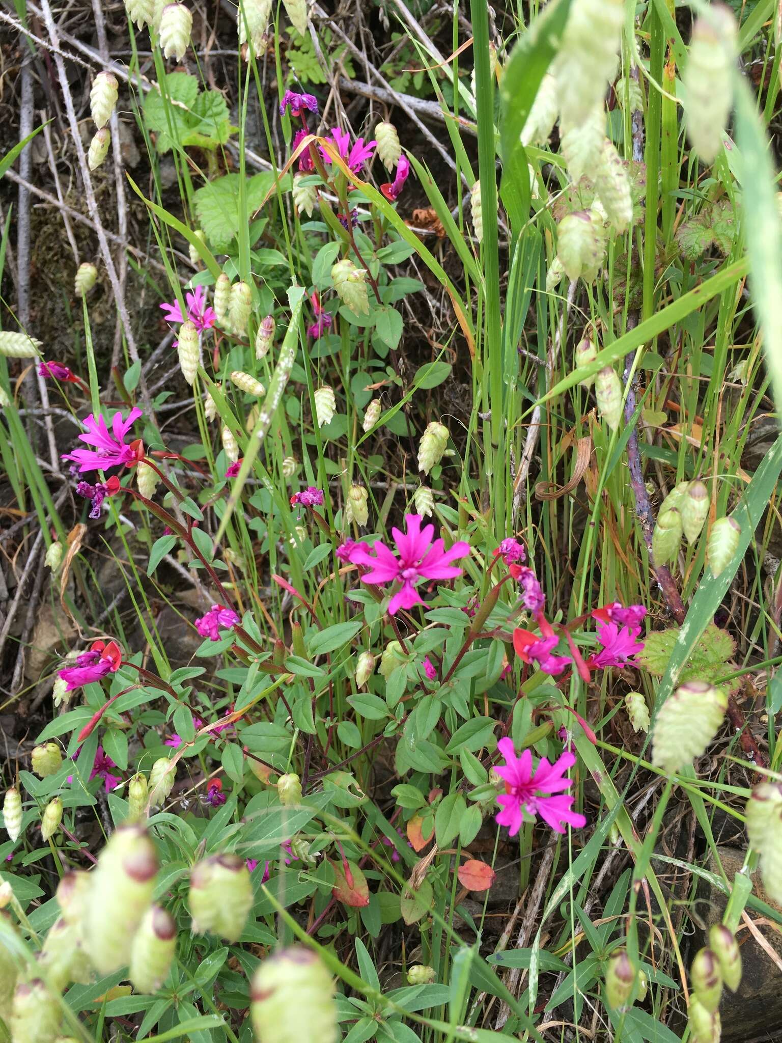 Plancia ëd Clarkia concinna subsp. raichei G. A. Allen, V. S. Ford & L. D. Gottlieb