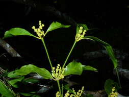 Image de Phoradendron racemosum (Aubl.) Krug & Urban