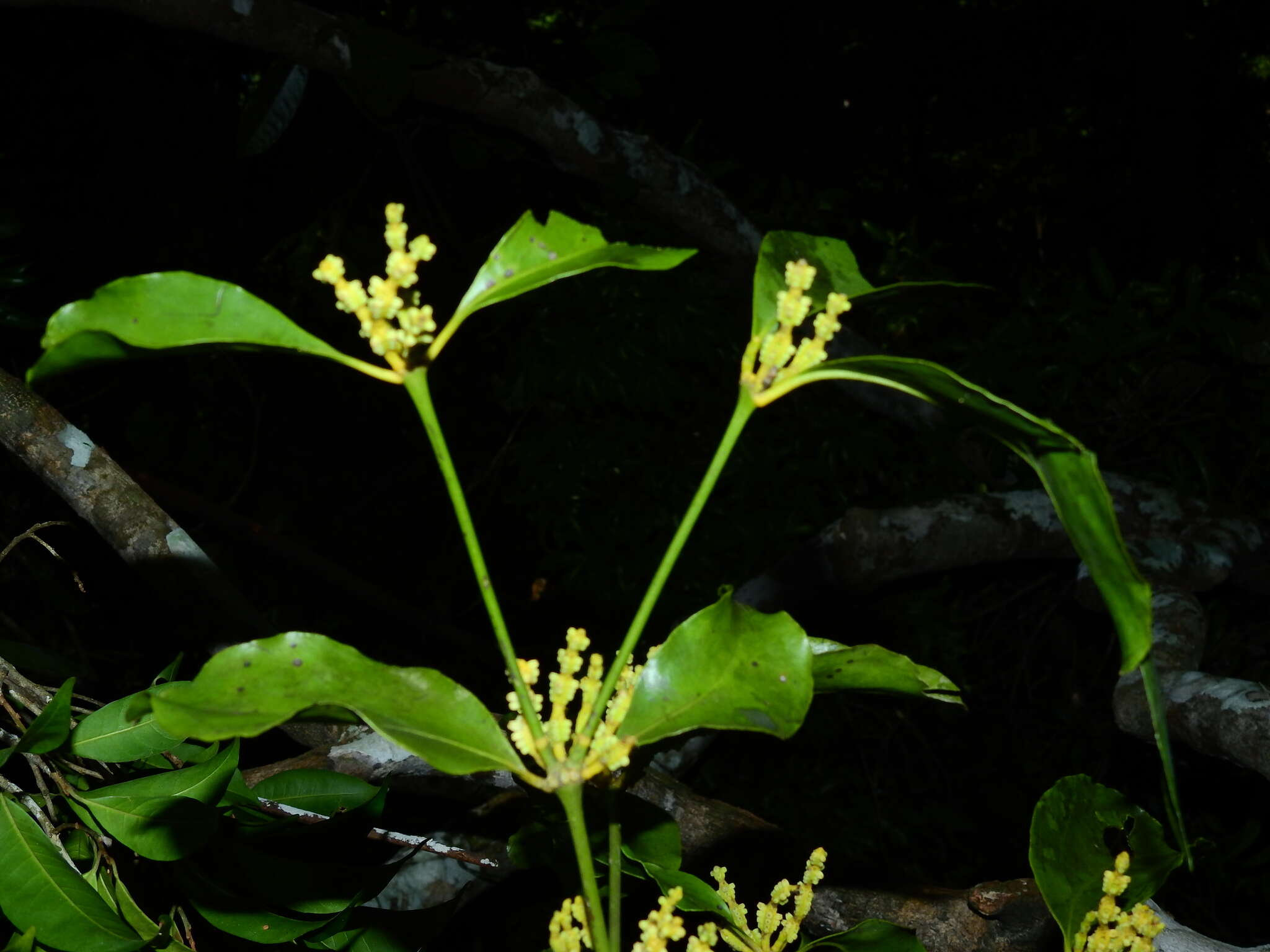 Image de Phoradendron racemosum (Aubl.) Krug & Urban