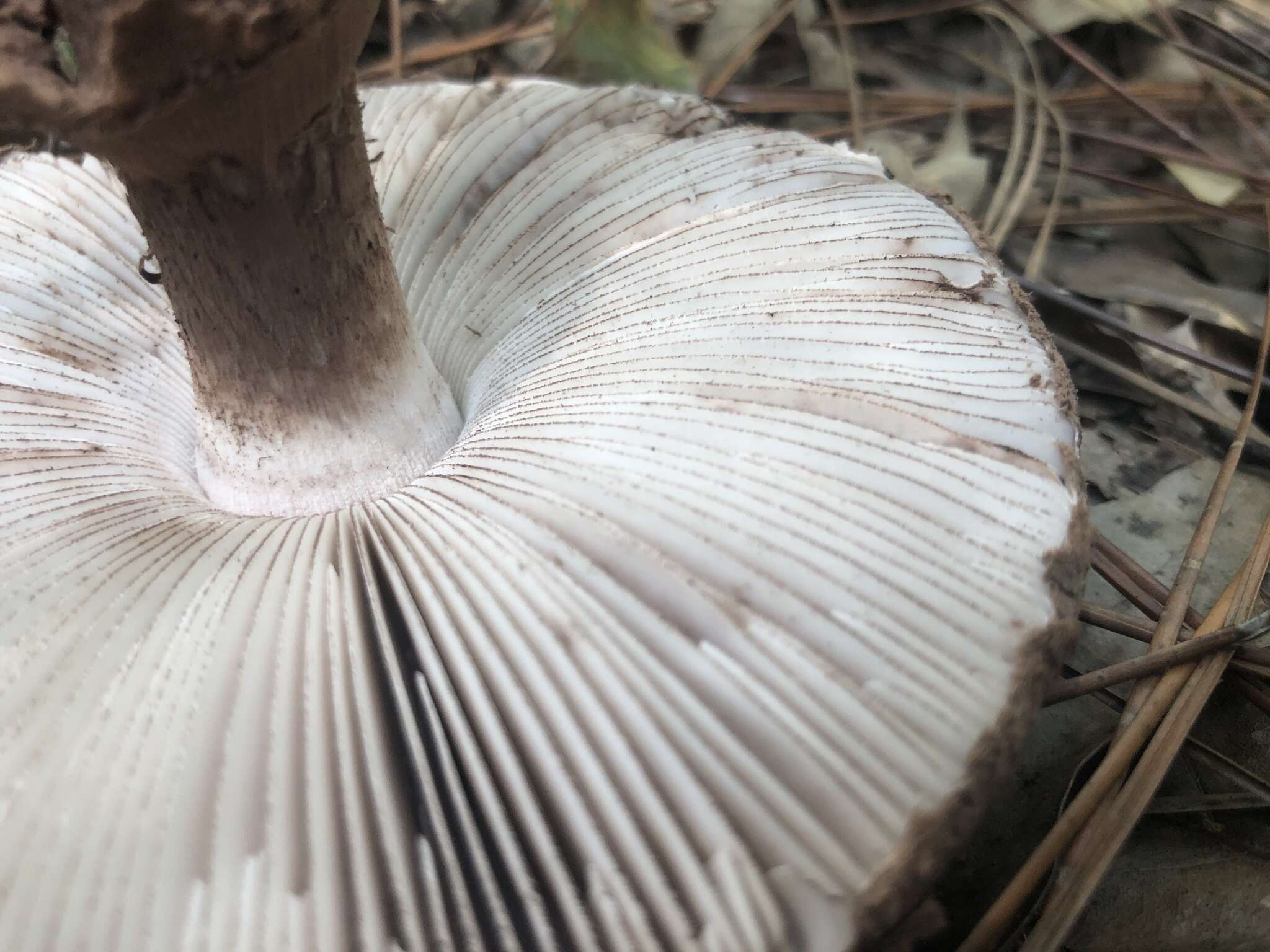 Plancia ëd Amanita westii (Murrill) Murrill 1945