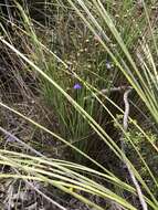 Image of Agrostocrinum hirsutum (Lindl.) Keighery