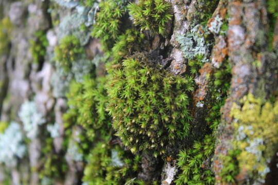 Image of Orthotrichum stramineum Hornschuch ex Bridel 1827