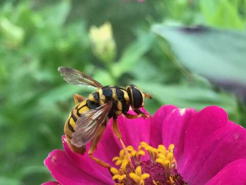 Image of Yellowjacket Hover Fly