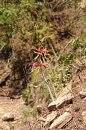 Image of Hippeastrum cybister (Herb.) Benth. ex Baker