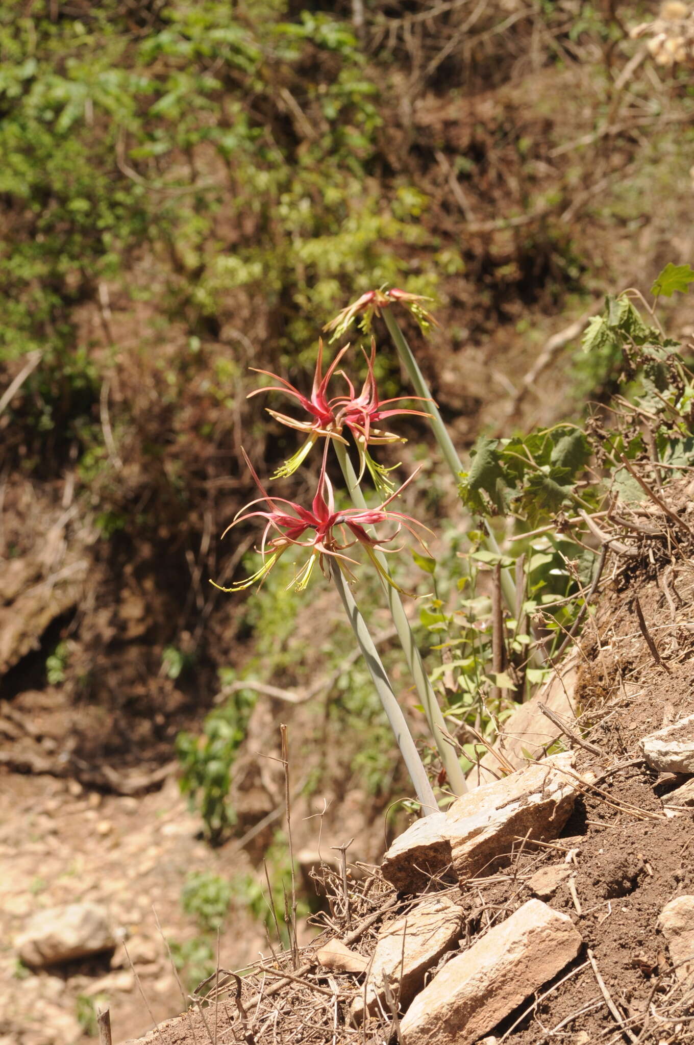 Image of Hippeastrum cybister (Herb.) Benth. ex Baker