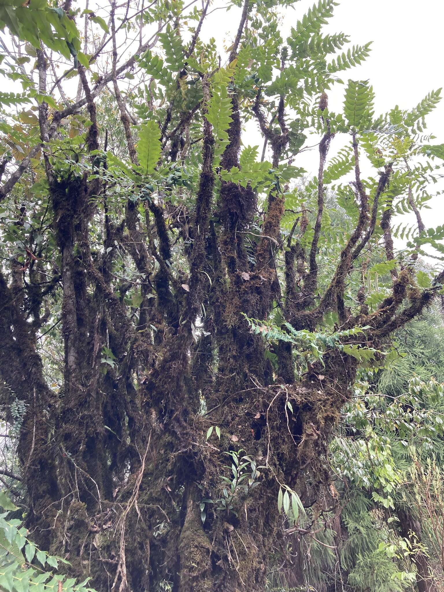 Image of Berberis napaulensis (DC.) Spreng.