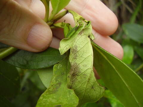 Image of Coprosma shoot borer moth